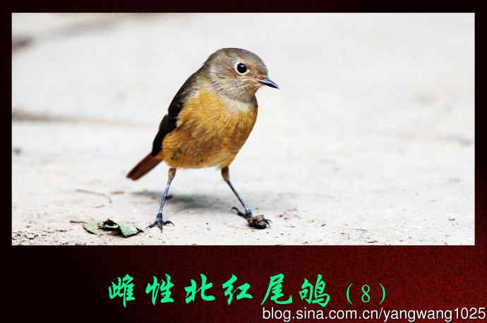 北京天坛公园的鸟类——雌性北红尾鸲（8）