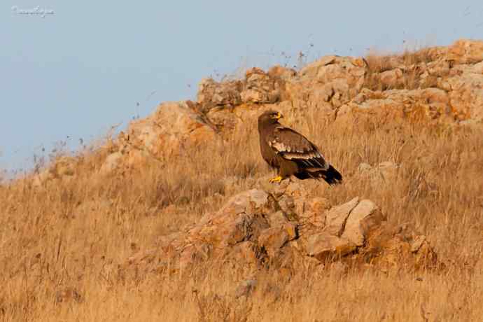 草原有约. wbr夕阳下与草原雕一家敖包相会