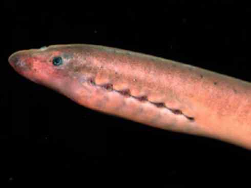 鱼类活化石：七鳃鳗