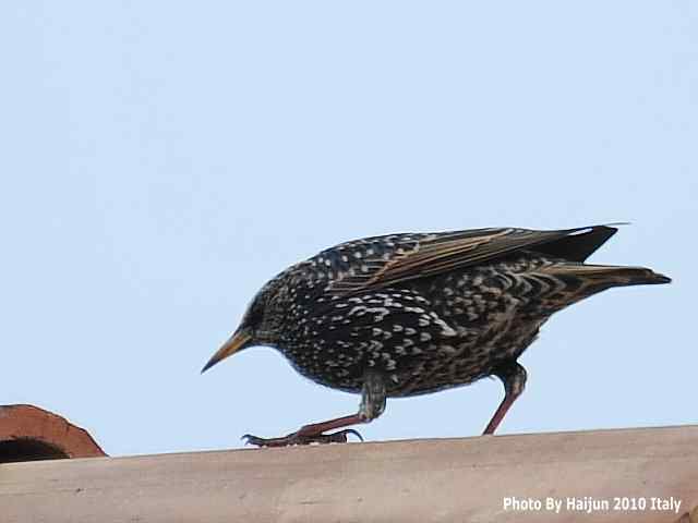 【亚平宁半岛之旅 wbr. wbr紫翅椋鸟】 【亚平宁半岛之旅 wbr. wbr紫翅椋鸟】