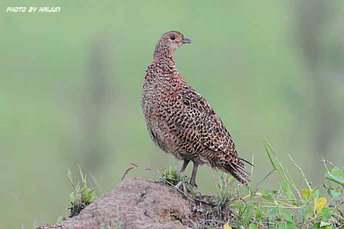 野鸭湖鈥斺敶瞥肪憋