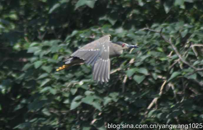 夜鹭（大丽抓拍）