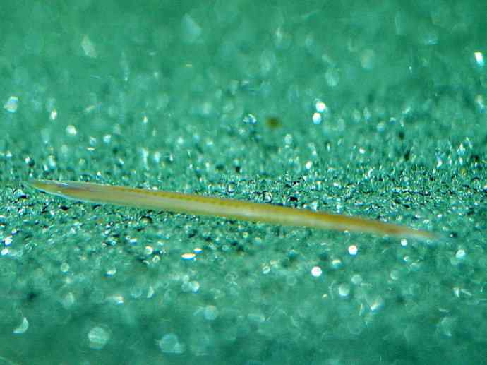 鱼类活化石：盲鳗