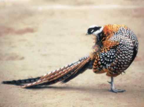 家禽驯化之源之八