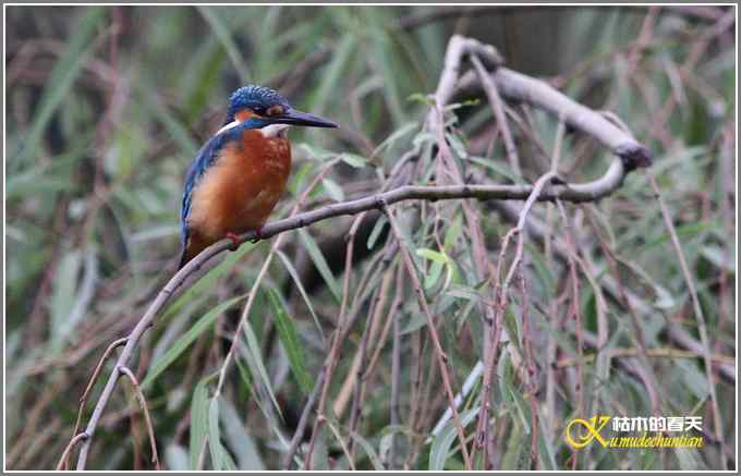 阴天拍的是鈥溞那殁潯菊掌