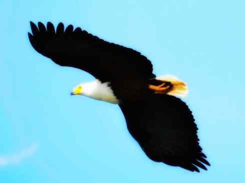 白头鸟系列：另类的美丽（吼海雕）