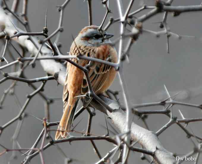戈氏岩鹀 大佬模样