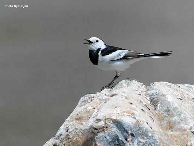 房山十渡(苍鹭水鹨白鹡鸰)