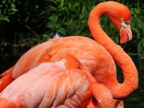 极品红色鸟类:火烈鸟 极品红色鸟类:火烈鸟