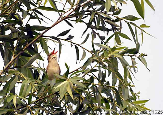 东方大苇莺 东方大苇莺