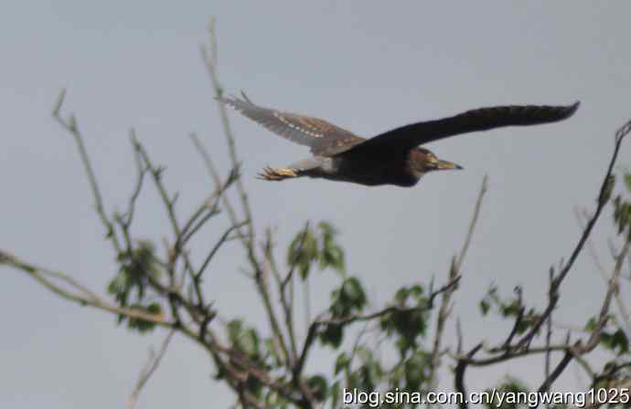 夜鹭（大丽抓拍）