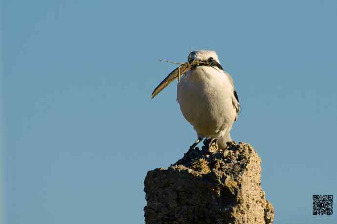 野鸭湖的楔尾伯劳吃什么? 野鸭湖的楔尾伯劳吃什么?