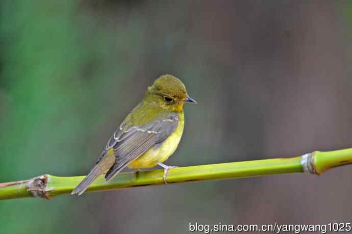 雌性绿背姬鶲（18）