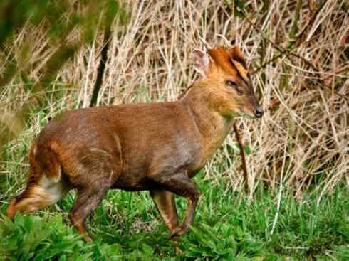 麒麟：传说的兽原型探秘（麂）