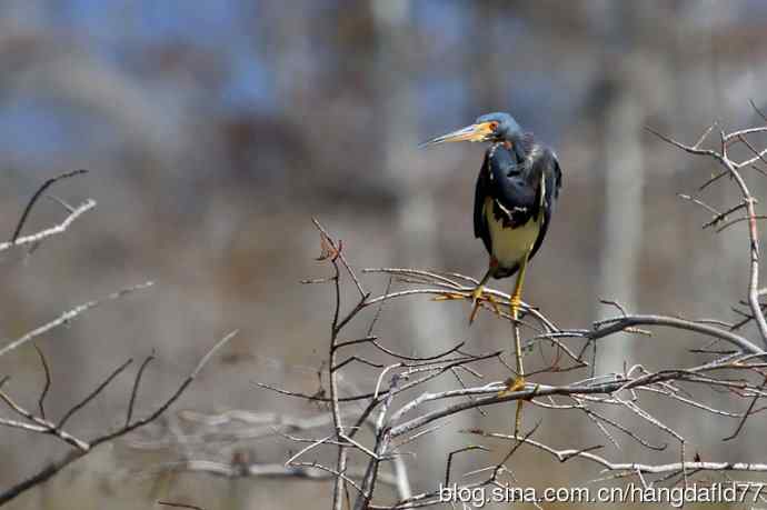 美国鸟类摄影——三色鹭（4）