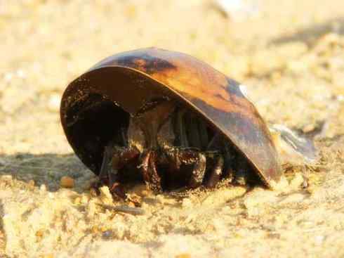 自然奇观：动物大迁徙(鲎)