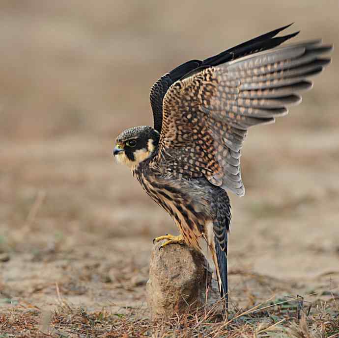 弱肉强食（杀戮吞噬篇）