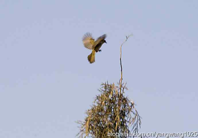 空中街舞（趣闻）
