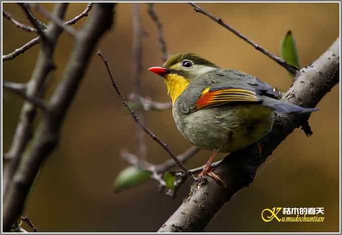 红嘴相思鸟【照片】