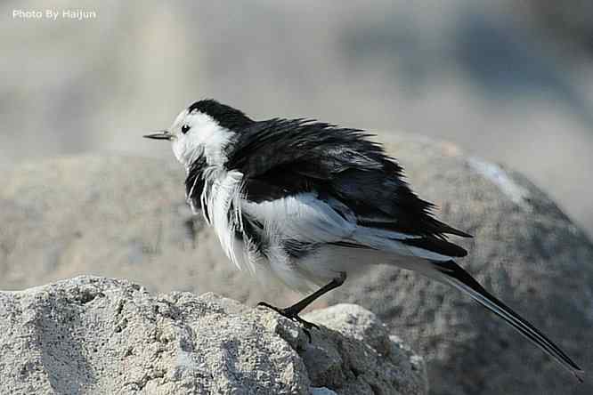 鸟为悦己者容(白鹡鸰梳洗版)