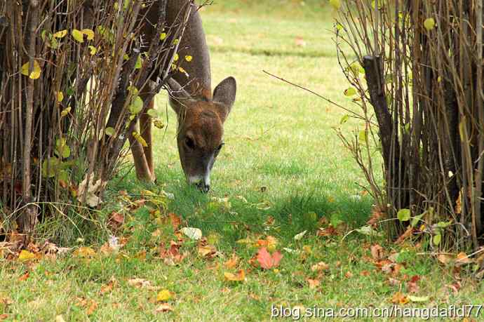 美国鸟类摄影——后院野鹿