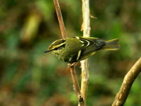 家禽驯化之源之三十一