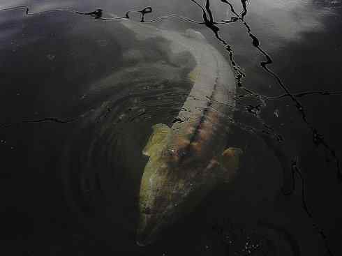 鱼类活化石：中华鲟