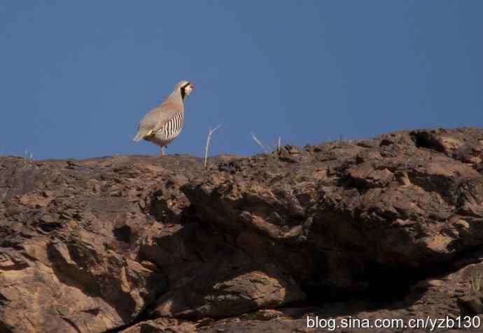 搂草打兔子（组图，15张图片）