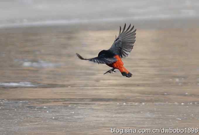 白顶溪鸲 wbr在水一方