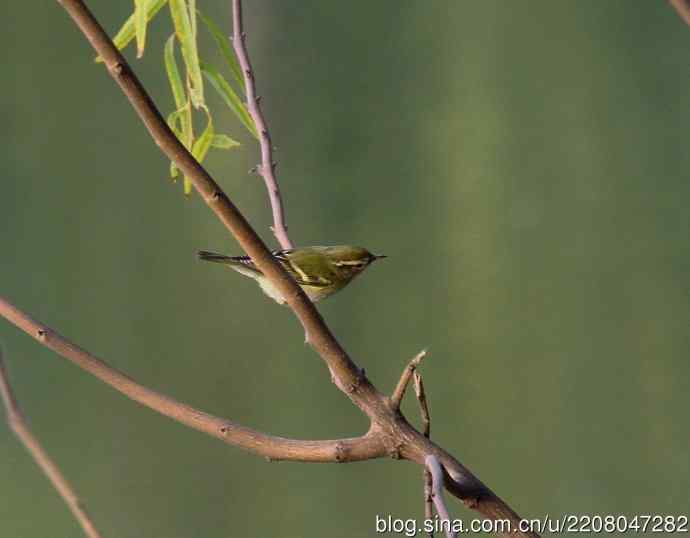 151.圣诞节送上12月份拍新鸟