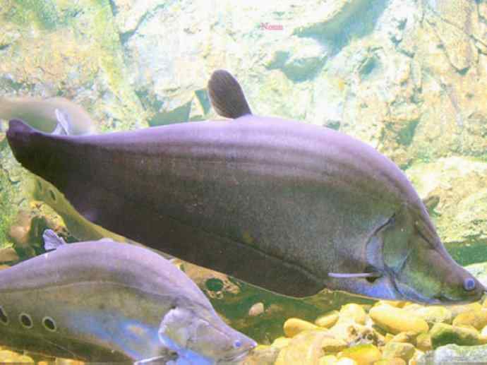 鱼类活化石：铠甲弓背鱼