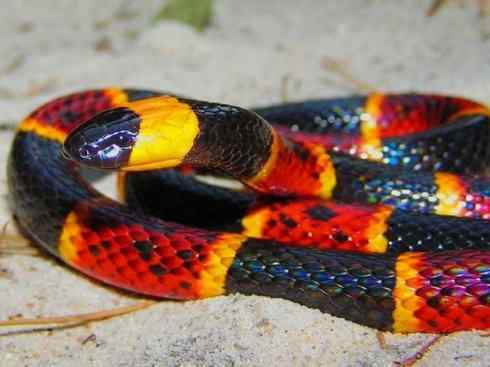 龙：传说的兽原型探秘（环蛇类）