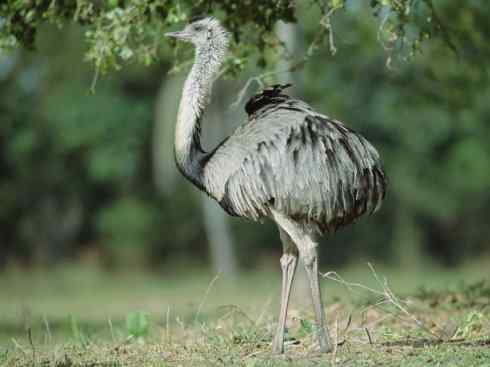 家禽驯化之源之十二