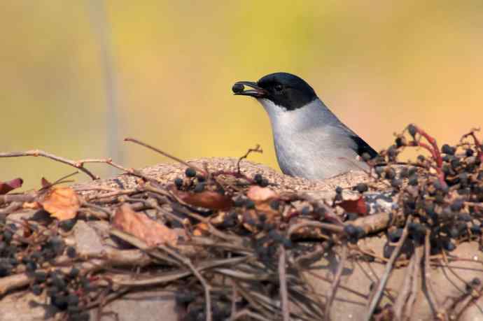 四川西昌鸟类摄影——吃果果的黑头奇鹛