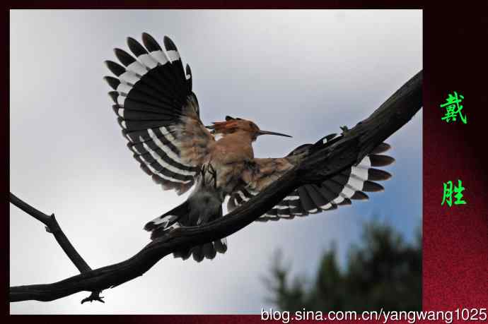 北京天坛公园的鸟类——戴胜