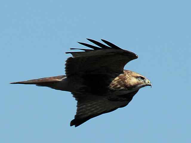 望京楼观赏猛禽迁徙