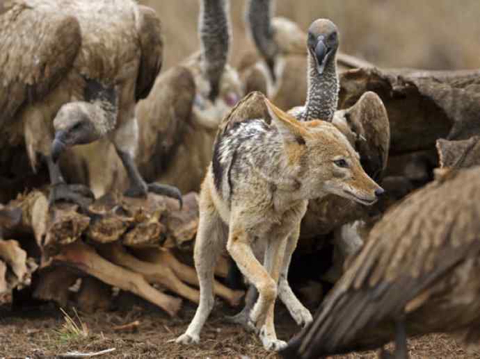 犬科：犬亚科犬属之金豺、黑背豺（胡狼类）