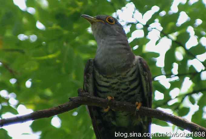 夏日欢鸣的四声杜鹃