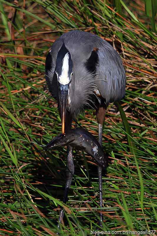 大蓝鹭(10) 大蓝鹭(10)