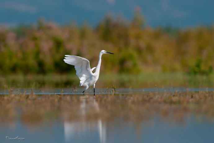 野鸭湖.生境白鹭
