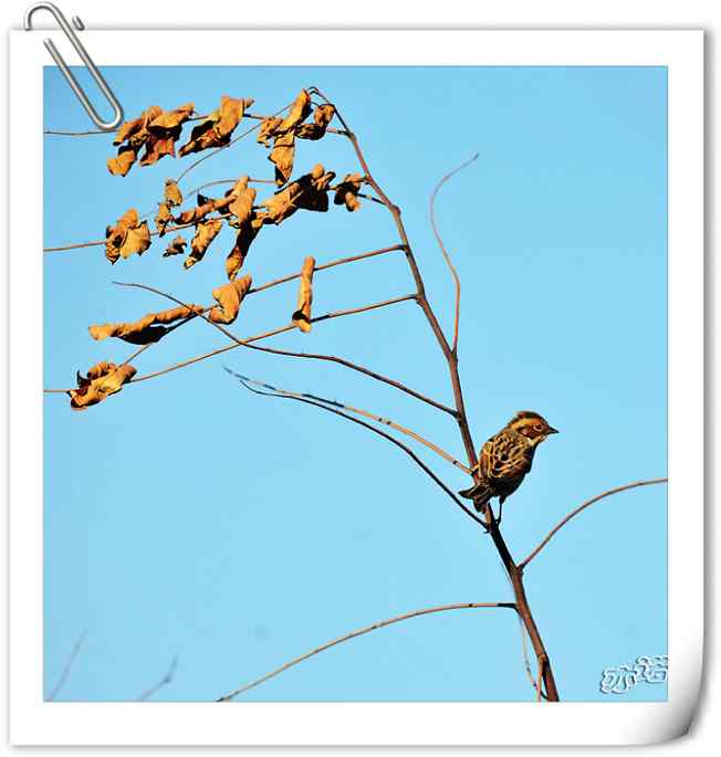 画意鸟图