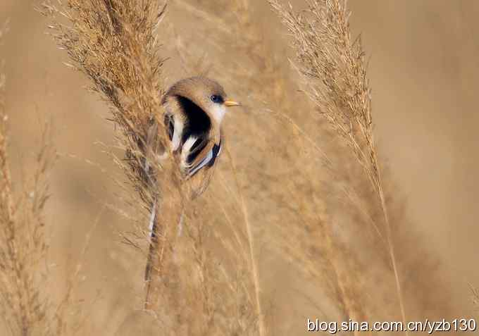 文须雀（组图，5张图片）