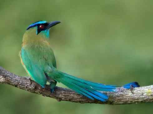 绝色攀禽：佛法僧目之翠鴗