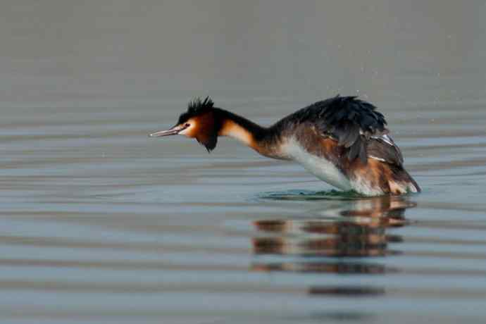晨拍凤头鸊鷉 晨拍凤头鸊鷉
