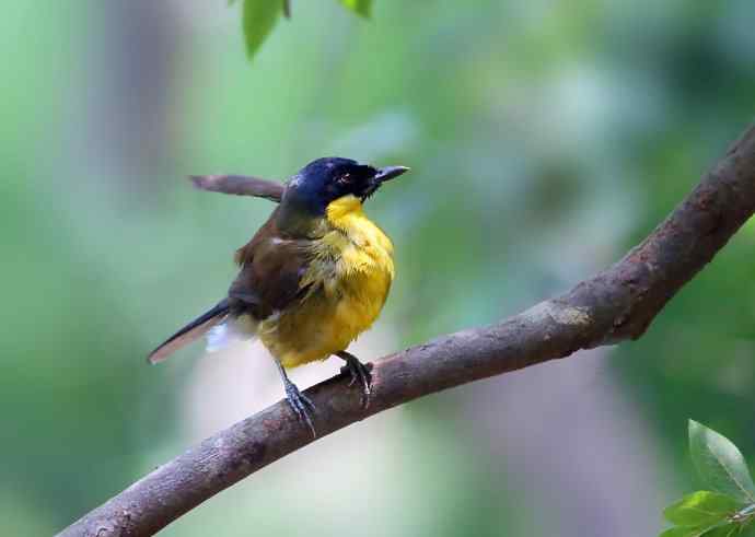 【半日相逢世界濒危小鸟---黄喉噪鹛】