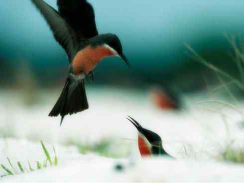 绝色攀禽:佛法僧目之蜂虎4 绝色攀禽:佛法僧目之蜂虎4