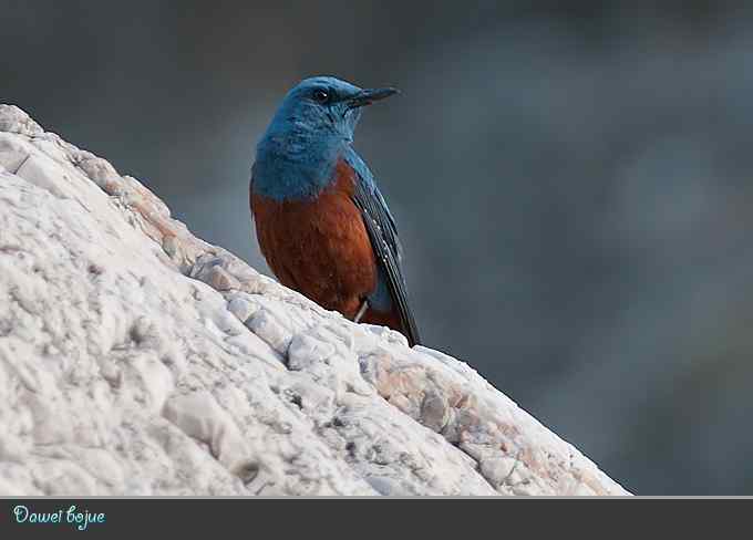 蓝矶鸫和沿河城的那些鸟