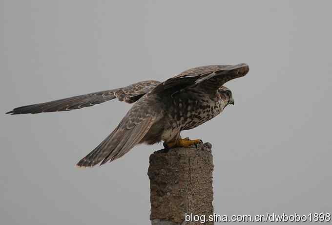 猎隼：国保二级猛禽