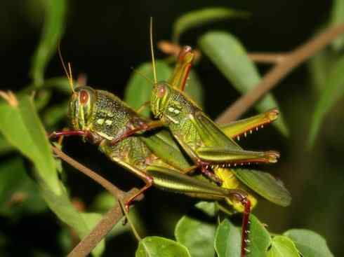 自然奇观：动物大迁徙(东亚飞蝗）