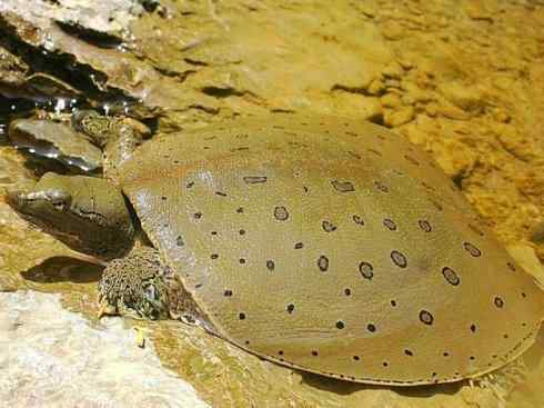 玄武：传说的兽原型探秘（鳖）
